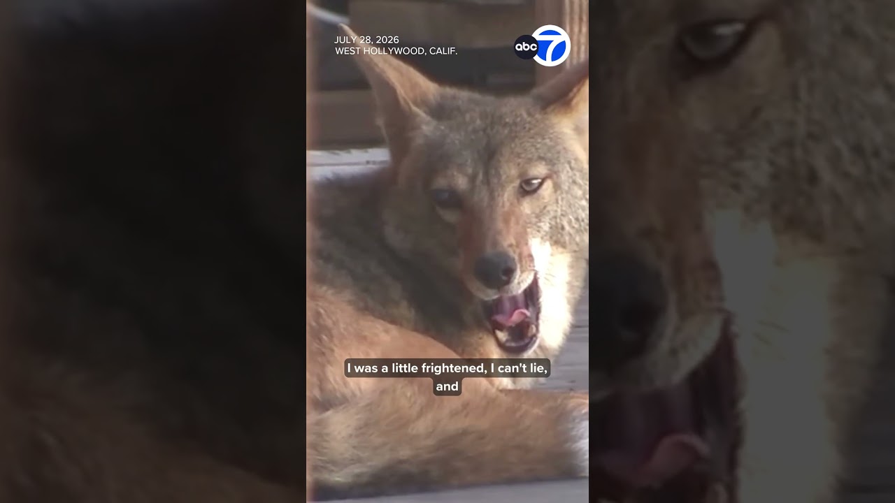 Neighbor recounts close encounter with “coyote condo” Neighbor recounts close encounter with “coyote condo”