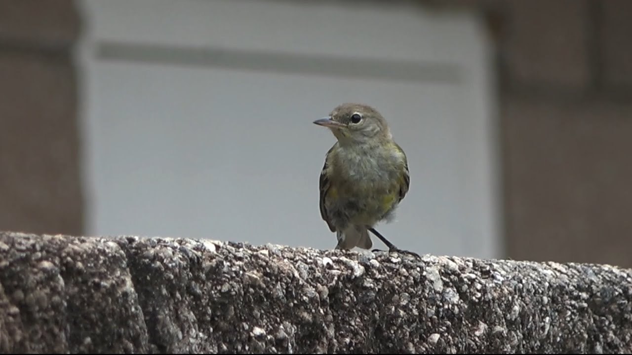 Pine Warbler, Lake Horton, Fayetteville, Georgia USA
