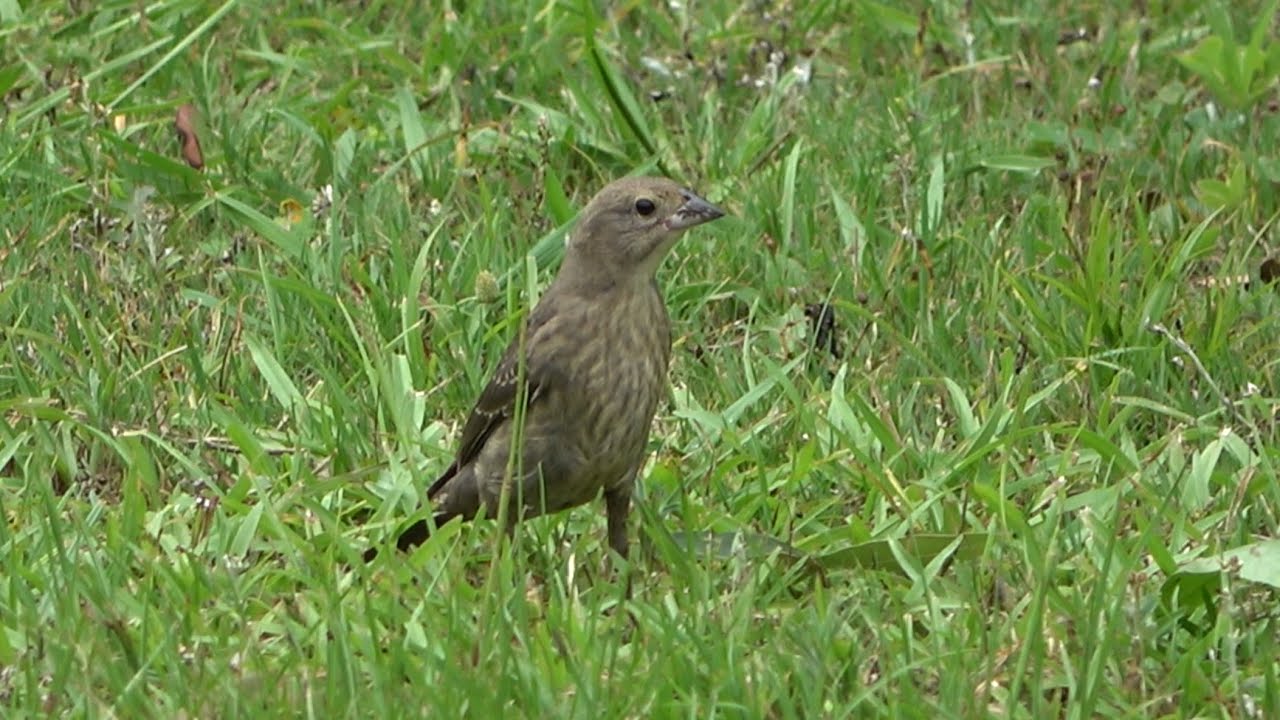 Brown-headed Cowbird, Lake Horton Park, Fayetteville, Georgia USA Brown-headed Cowbird, Lake Horton Park, Fayetteville, Georgia USA