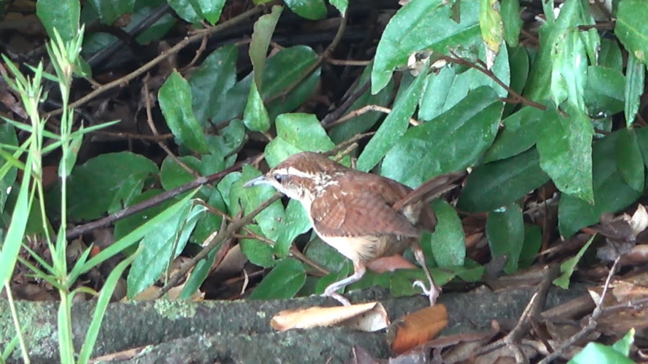 Carolina Wren, Lake Horton, Fayetteville, Georgia USA