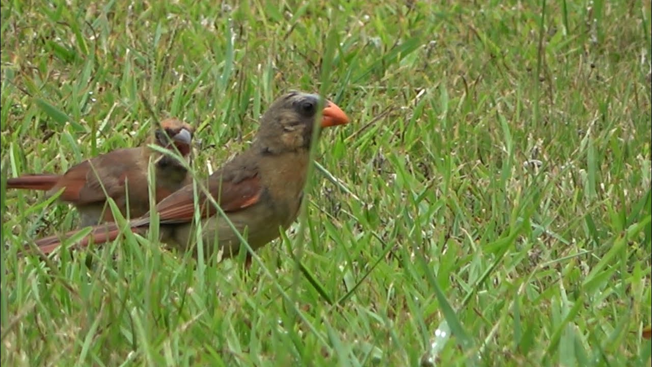 Northern Cardinal with chick, Lake Horton Park, Fayetteville, Georgia USA Northern Cardinal with chick, Lake Horton Park, Fayetteville, Georgia USA